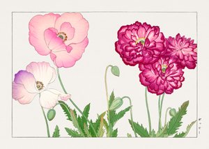 Fleur de pavot vintage de "Seiyou Sokazufu" - Tanigami Konan