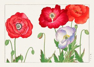 Fleur de pavot vintage de "Seiyou Sokazufu"