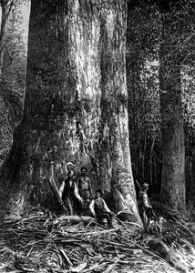 Géant eucalyptus, Australie, 1886