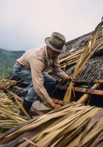 Un fermier colombien couvre son toit avec des feuilles de canne à sucre. - près de Pamira, Colombie SA