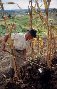 Benigno Marin, un fermier, travaillant dans un champ en Colombie - Ted Spiegel