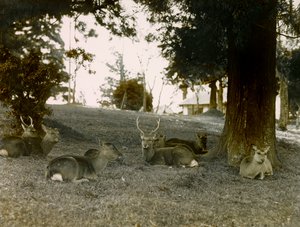 Daim dans le parc de Kasauga Taisha, Nara, vers 1900 - 1915 (photographie) - Teijiro Takagi