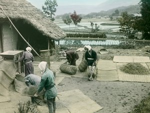 Paysans vannant le riz au bord des rizières au Japon, vers 1900 - 1915 (photographie)