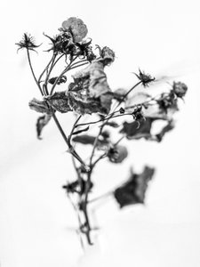 Parmi les fleurs 10