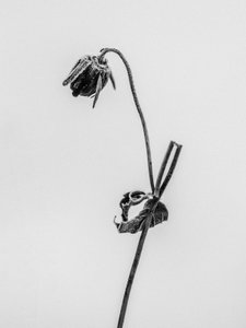 Parmi les fleurs 12