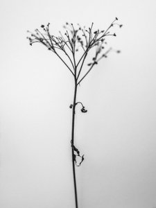 Parmi les fleurs 13