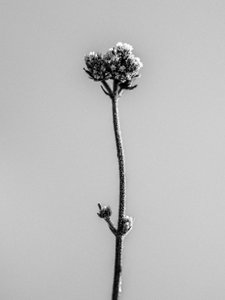 Parmi les fleurs 16 - Teis Albers