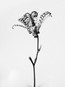 Parmi les fleurs 18 - Teis Albers