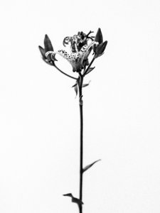 Parmi les fleurs 19 - Teis Albers