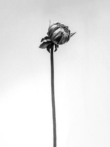Parmi les fleurs 20, 2021 - Teis Albers