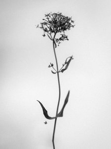 Parmi les fleurs 21