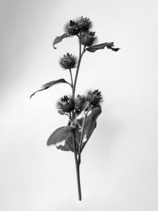 Parmi les fleurs 23