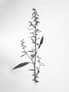 Parmi les fleurs 24