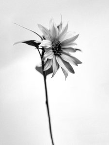 Parmi les fleurs 25 - Teis Albers