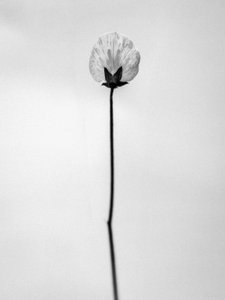 Parmi les fleurs 26