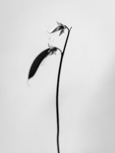 Parmi les fleurs 27