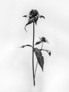 Parmi les fleurs 28, 2021