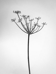Parmi les fleurs 29, 2021 - Teis Albers