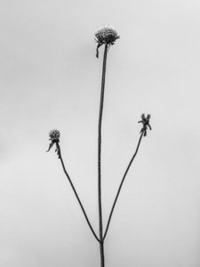 Parmi les fleurs 2