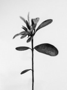 Parmi les fleurs 30, 2021