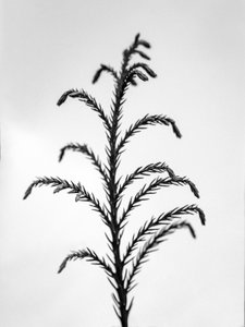 Parmi les fleurs 31, 2021