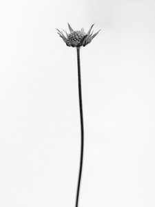 Parmi les fleurs 33 - Teis Albers