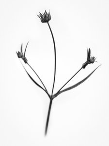 Parmi les fleurs 34, 2021
