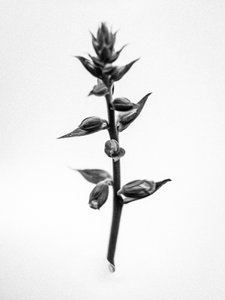 Parmi les fleurs 35