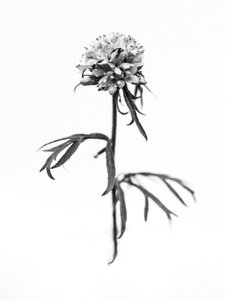 Parmi les fleurs 36, 2021
