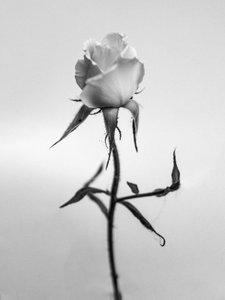 Parmi les fleurs 40