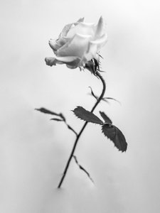 Parmi les fleurs 41, 2021