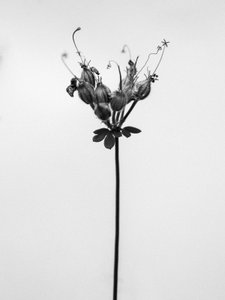 Parmi les fleurs 42