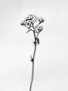 Parmi les fleurs 47