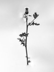 Parmi les fleurs 48