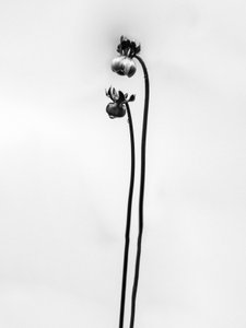 Parmi les fleurs 49