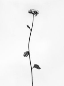 Parmi les fleurs 50
