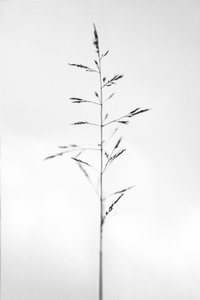 Parmi les fleurs 51