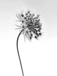 Parmi les fleurs 52, 2021 - Teis Albers