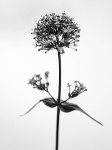 Parmi les fleurs 53
