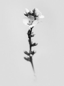 Parmi les fleurs 55