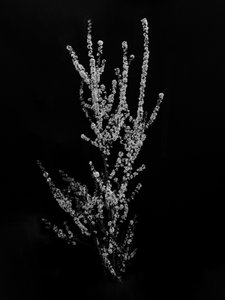 Parmi les fleurs 56