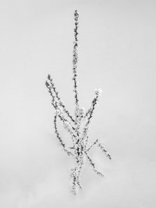 Parmi les fleurs 57