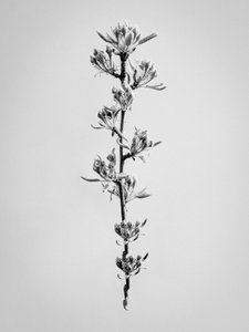 Parmi les fleurs 59, 2021