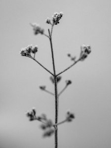 Parmi les fleurs 5 - Teis Albers