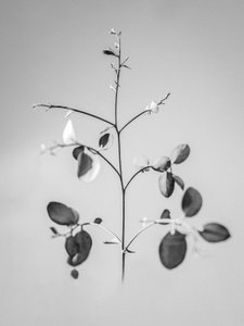 Parmi les fleurs 60