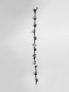 Parmi les fleurs 61 - Teis Albers