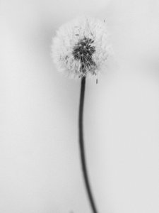 Parmi les fleurs 62 - Teis Albers