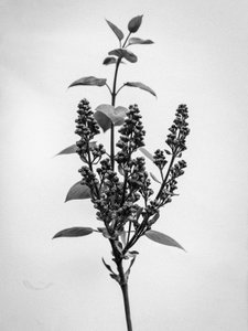 Parmi les fleurs 66, 2021