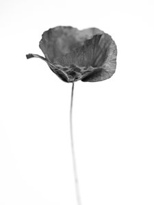 Parmi les fleurs 67