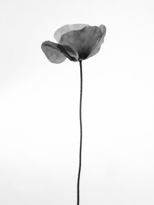 Parmi les fleurs 68